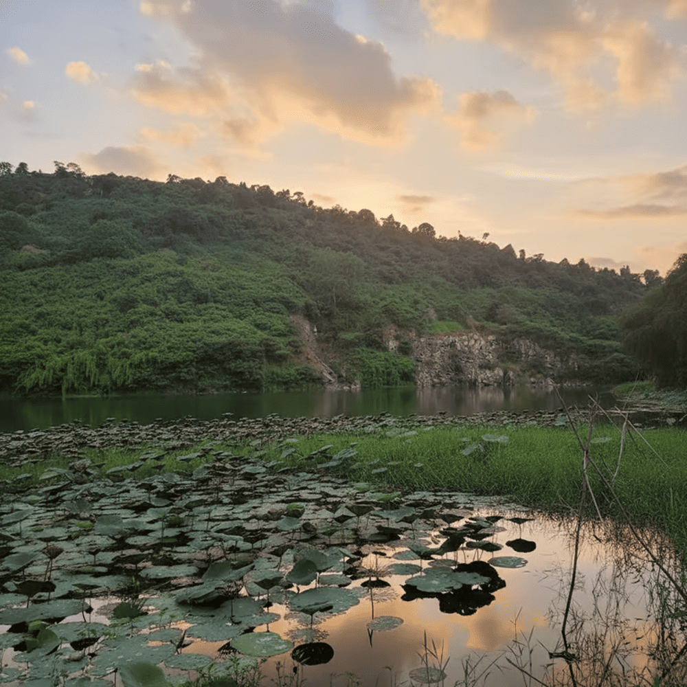 Khung cảnh đầm sen yên bình là điều khiến bao tín đồ đam mê xê dịch yêu thích tại hồ Núi Đá